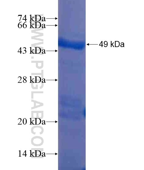 NF45 fusion protein Ag21480 SDS-PAGE