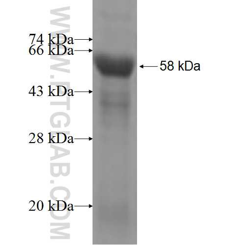 NF45 fusion protein Ag6436 SDS-PAGE