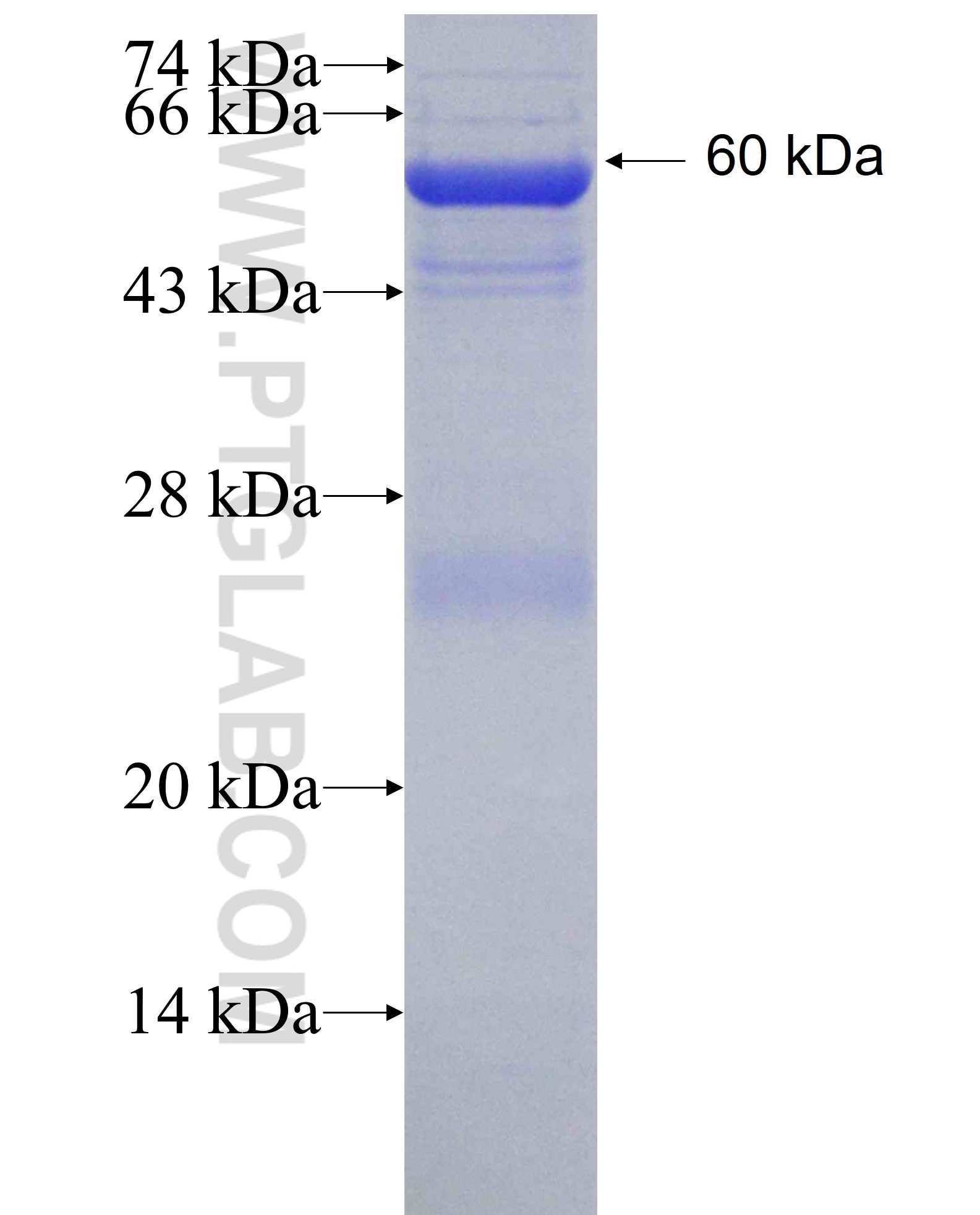 NF45 fusion protein Ag6436 SDS-PAGE