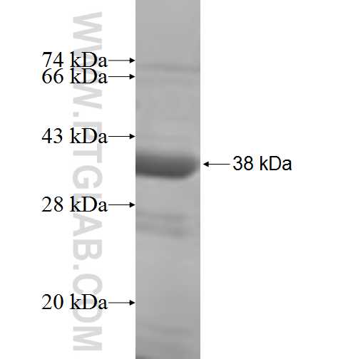 NF45 fusion protein Ag7007 SDS-PAGE