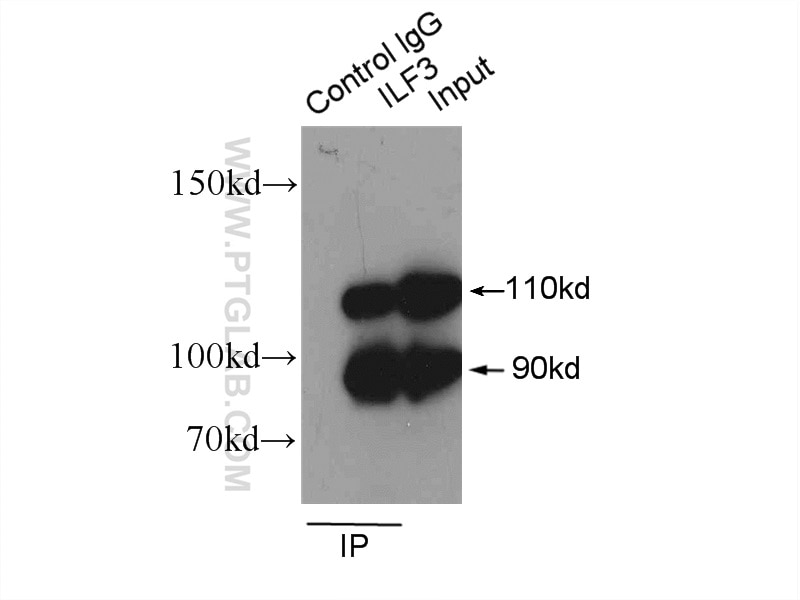 Immunoprecipitation (IP) experiment of HeLa cells using NF90/ILF3 Polyclonal antibody (19887-1-AP)