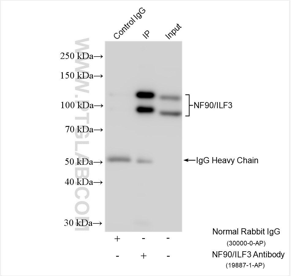 Immunoprecipitation (IP) experiment of HeLa cells using NF90/ILF3 Polyclonal antibody (19887-1-AP)