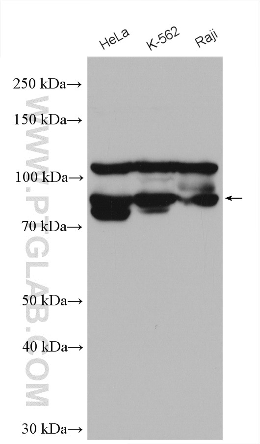 Western Blot (WB) analysis of various lysates using NF90/ILF3 Polyclonal antibody (19887-1-AP)