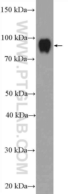 Western Blot (WB) analysis of mouse spleen tissue using NF90/ILF3 Polyclonal antibody (19887-1-AP)