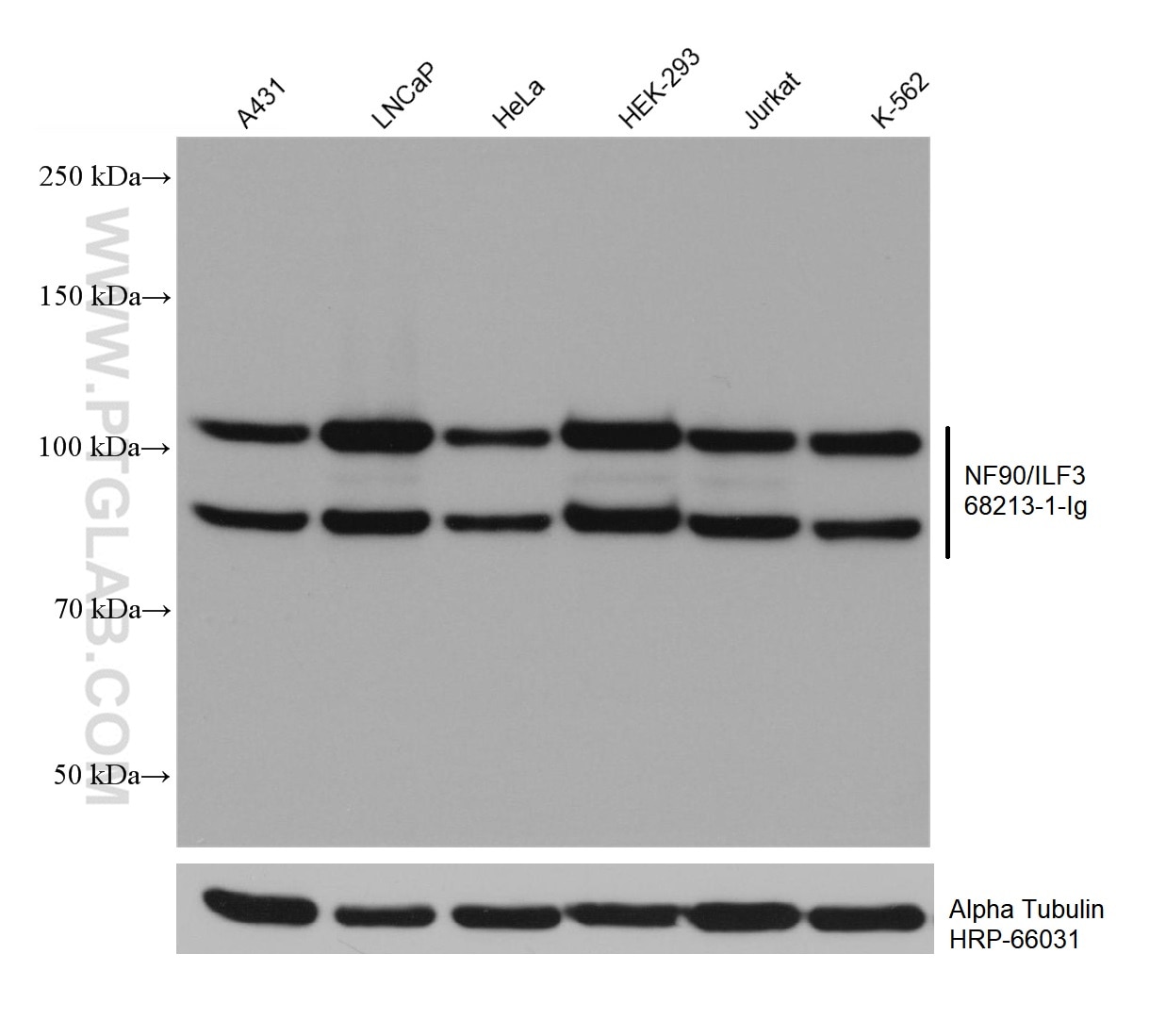 Western Blot (WB) analysis of various lysates using NF90/ILF3 Monoclonal antibody (68213-1-Ig)