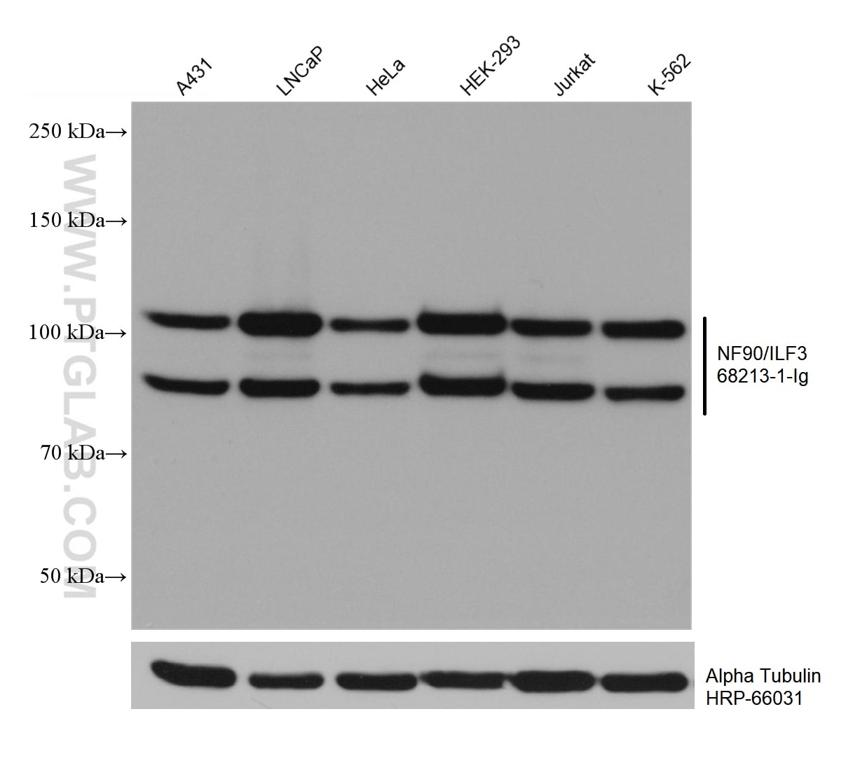 WB analysis using 68213-1-Ig