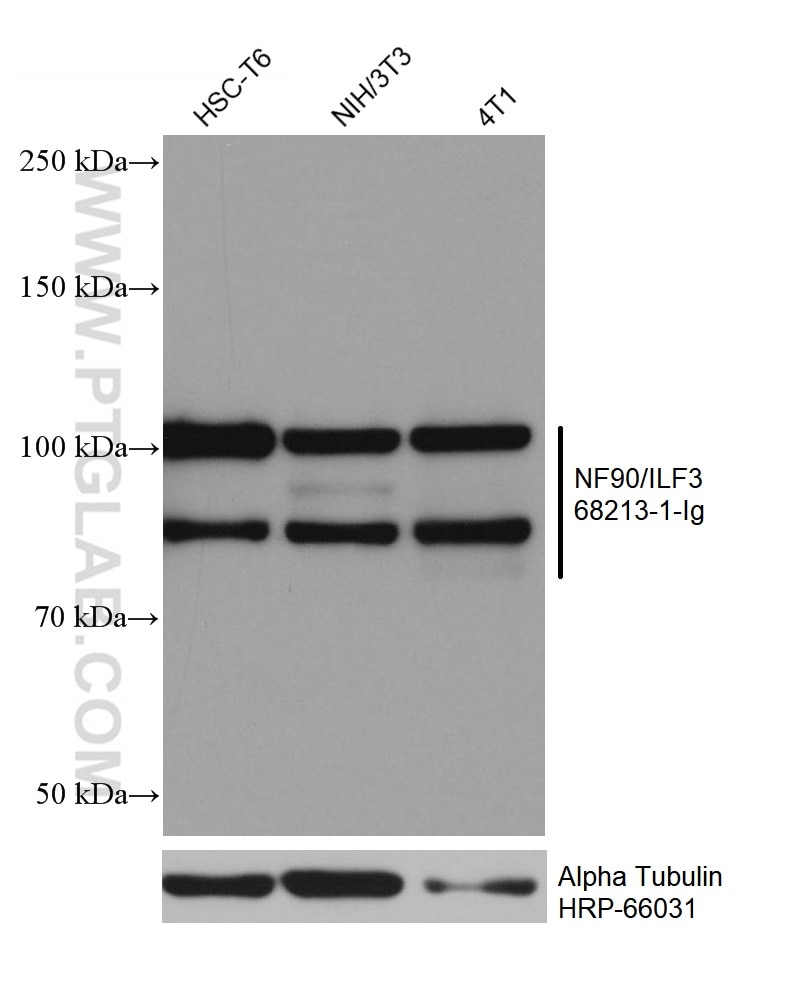 Western Blot (WB) analysis of various lysates using NF90/ILF3 Monoclonal antibody (68213-1-Ig)