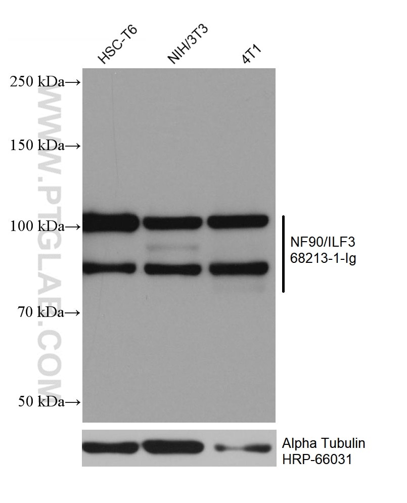 WB analysis using 68213-1-Ig