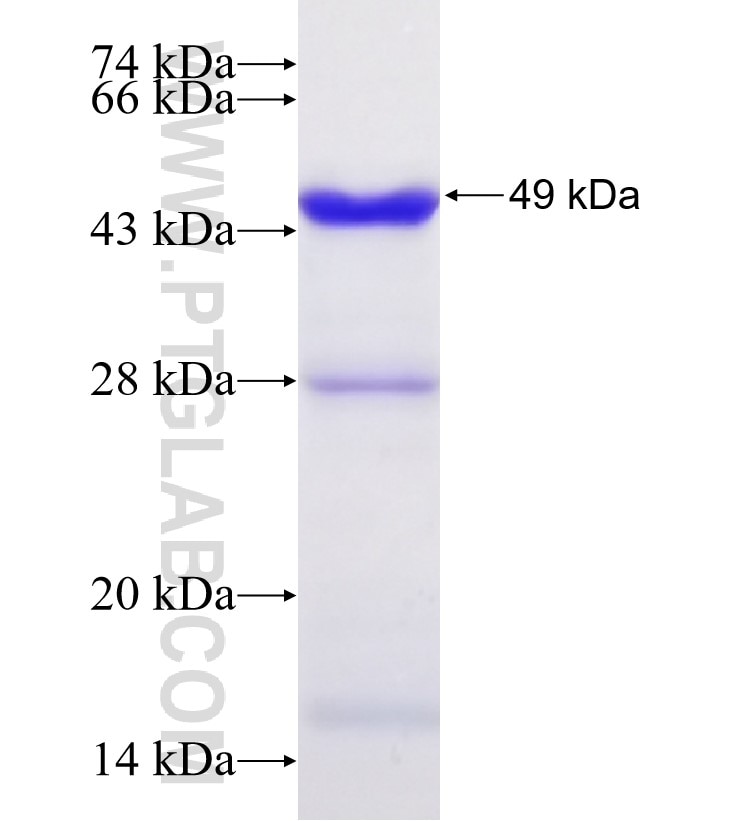 NF90,ILF3 fusion protein Ag30868 SDS-PAGE