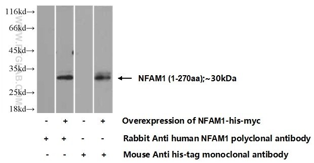 NFAM1