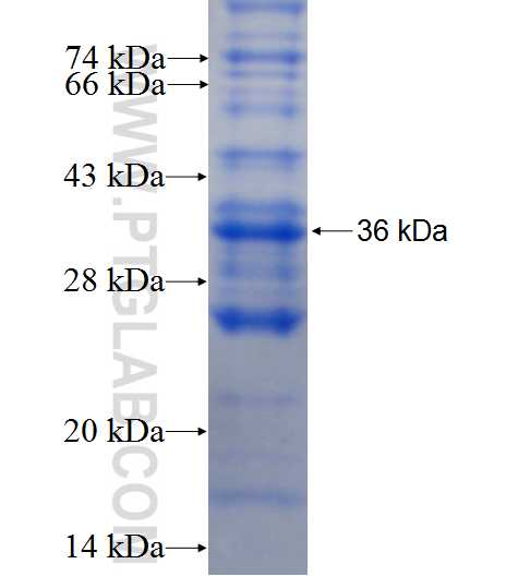 NFAM1 fusion protein Ag5505 SDS-PAGE