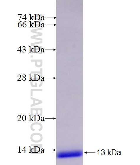 NFASC fusion protein Ag24165 SDS-PAGE