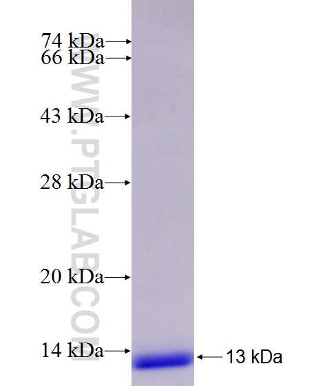 NFASC fusion protein Ag24165 SDS-PAGE