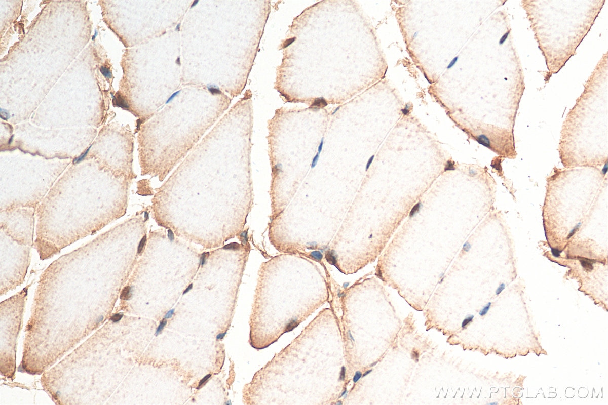 IHC staining of mouse skeletal muscle using 21713-1-AP