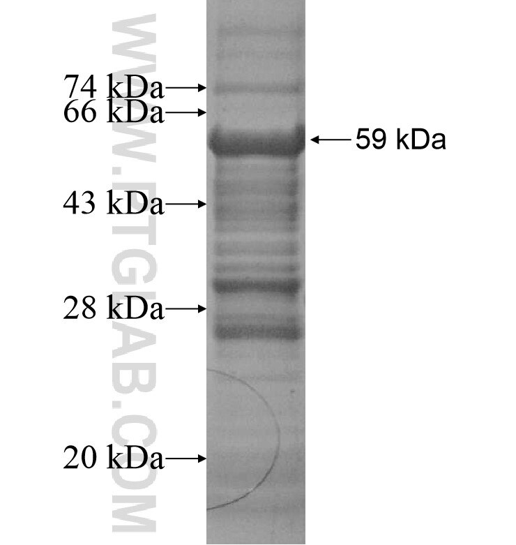 NFAT5 fusion protein Ag16341 SDS-PAGE