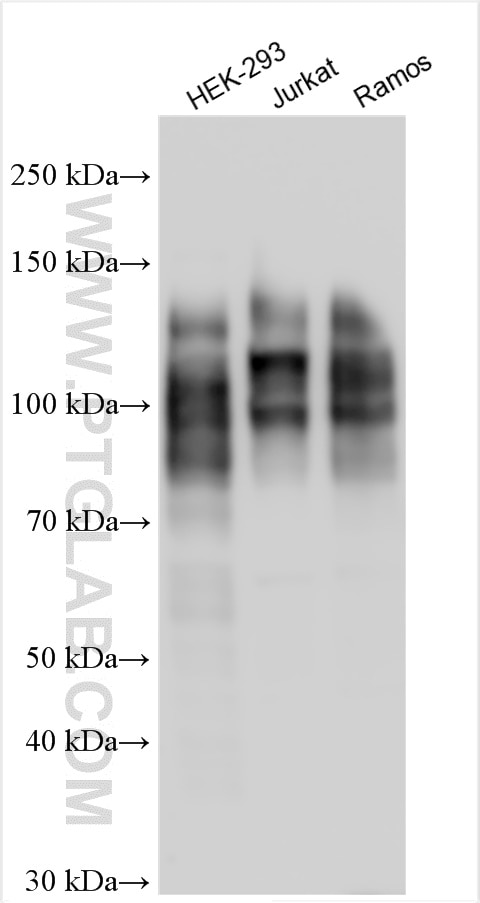 Western Blot (WB) analysis of various lysates using NFATC1 Polyclonal antibody (30114-1-AP)