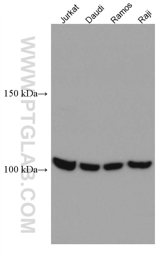 Western Blot (WB) analysis of various lysates using NFATC1 Monoclonal antibody (66963-1-Ig)