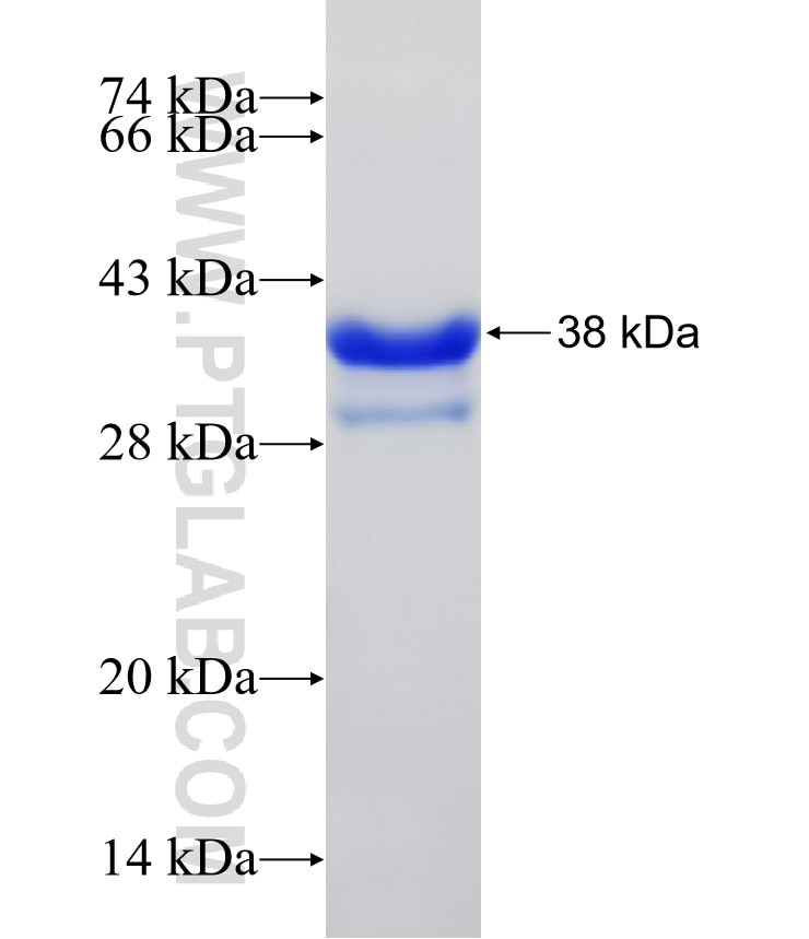 NFATC1 fusion protein Ag32365 SDS-PAGE