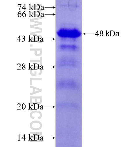 NFATC1 fusion protein Ag13014 SDS-PAGE