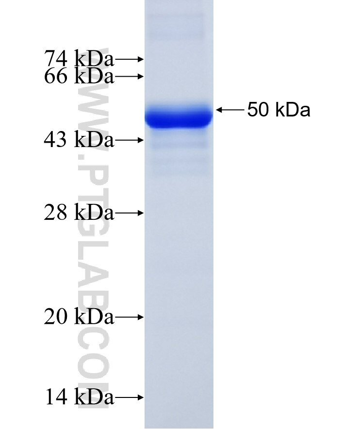 NFATC1 fusion protein Ag13014 SDS-PAGE