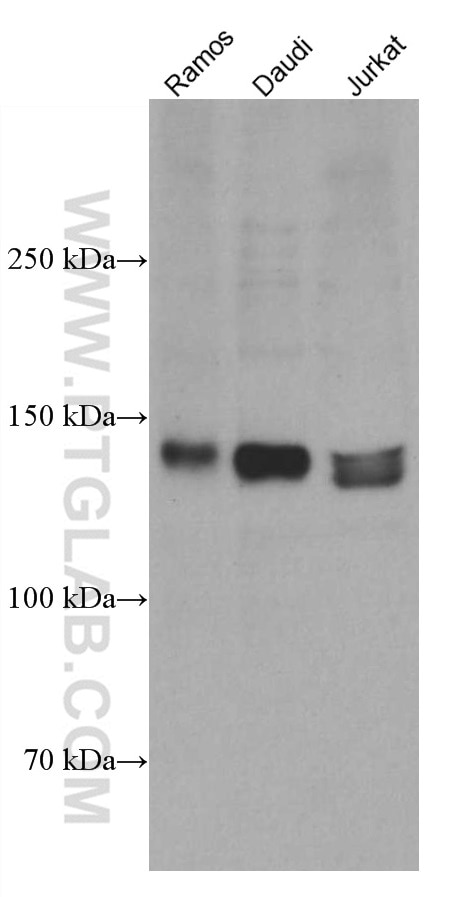 Western Blot (WB) analysis of various lysates using NFATC2 Monoclonal antibody (66917-1-Ig)
