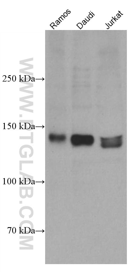 WB analysis using 66917-1-Ig