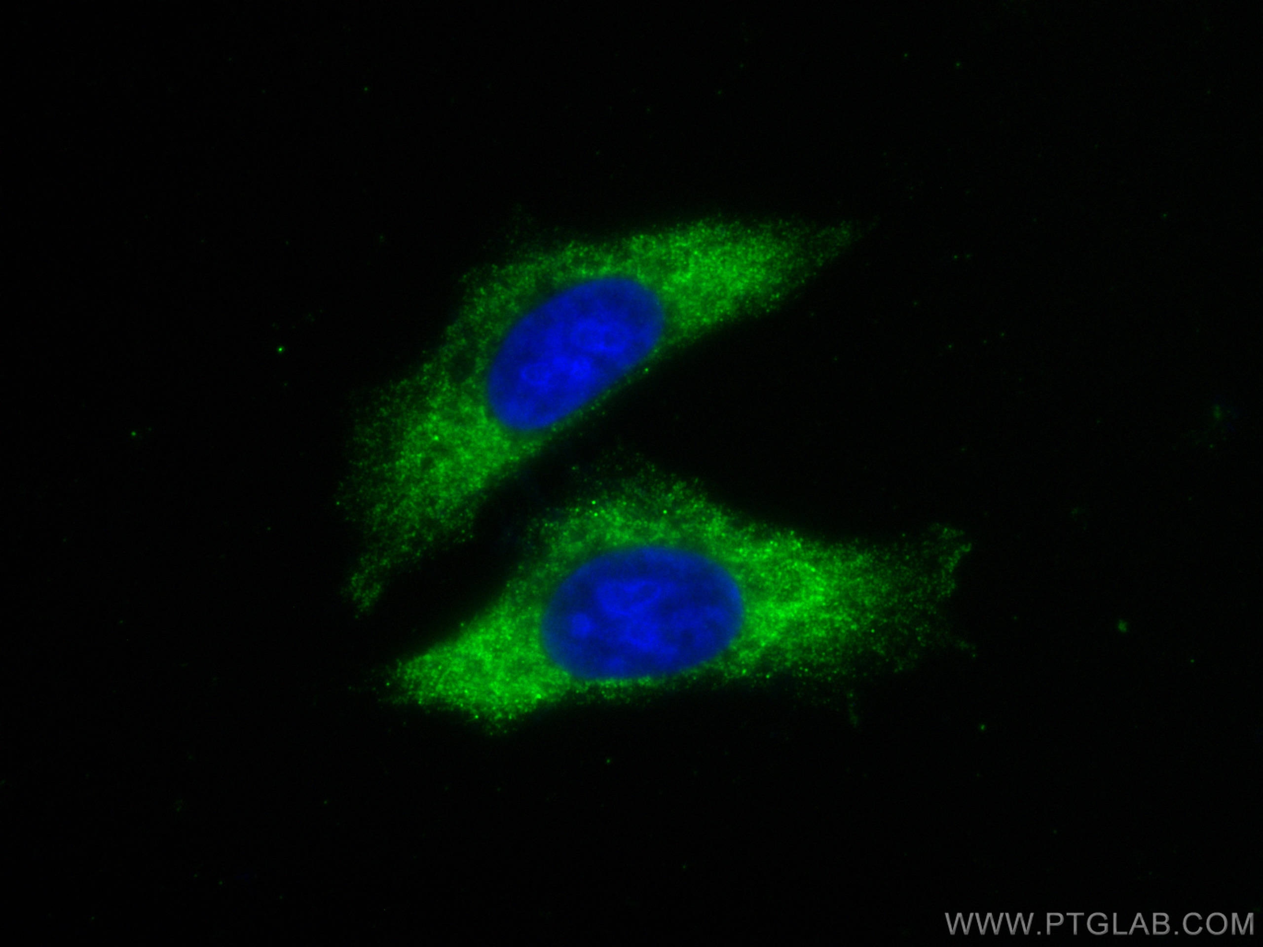 IF Staining of HepG2 using CL488-66917