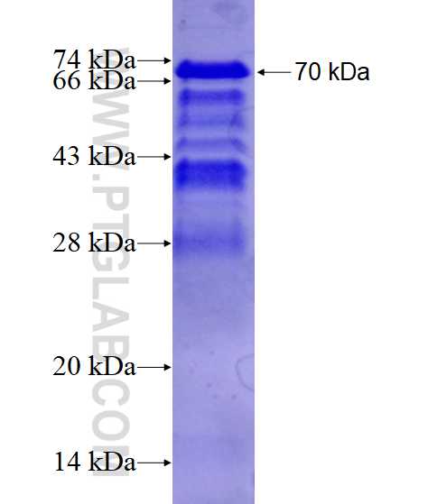 NFATC2 fusion protein Ag16849 SDS-PAGE
