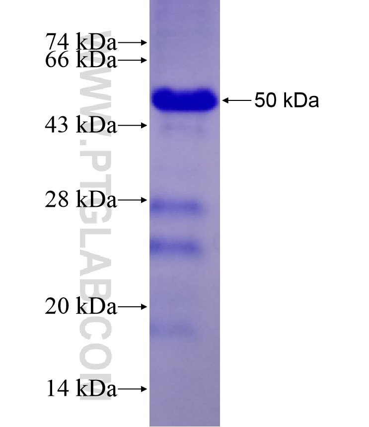 NFATC2 fusion protein Ag17990 SDS-PAGE