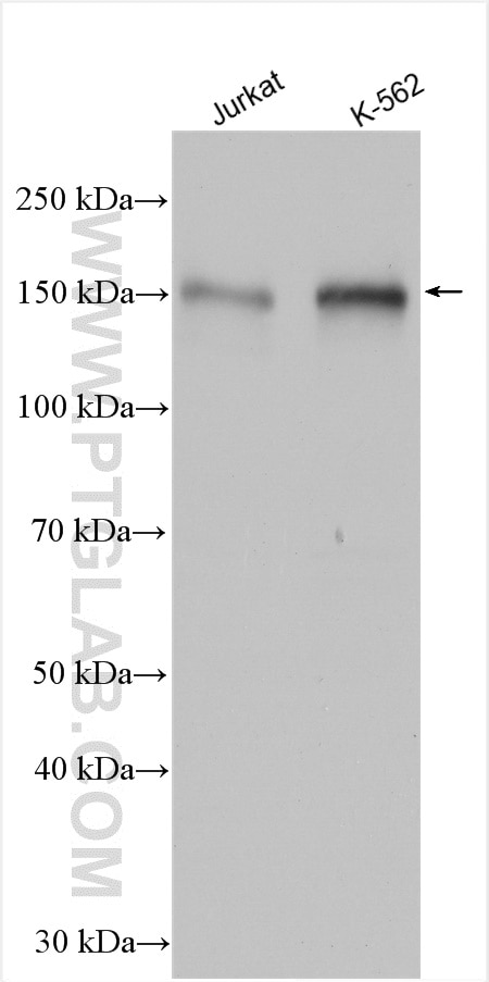 Western Blot (WB) analysis of various lysates using NFATC3 Polyclonal antibody (18222-1-AP)