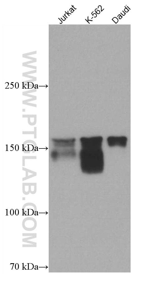 Western Blot (WB) analysis of various lysates using NFATC3 Monoclonal antibody (66924-1-Ig)