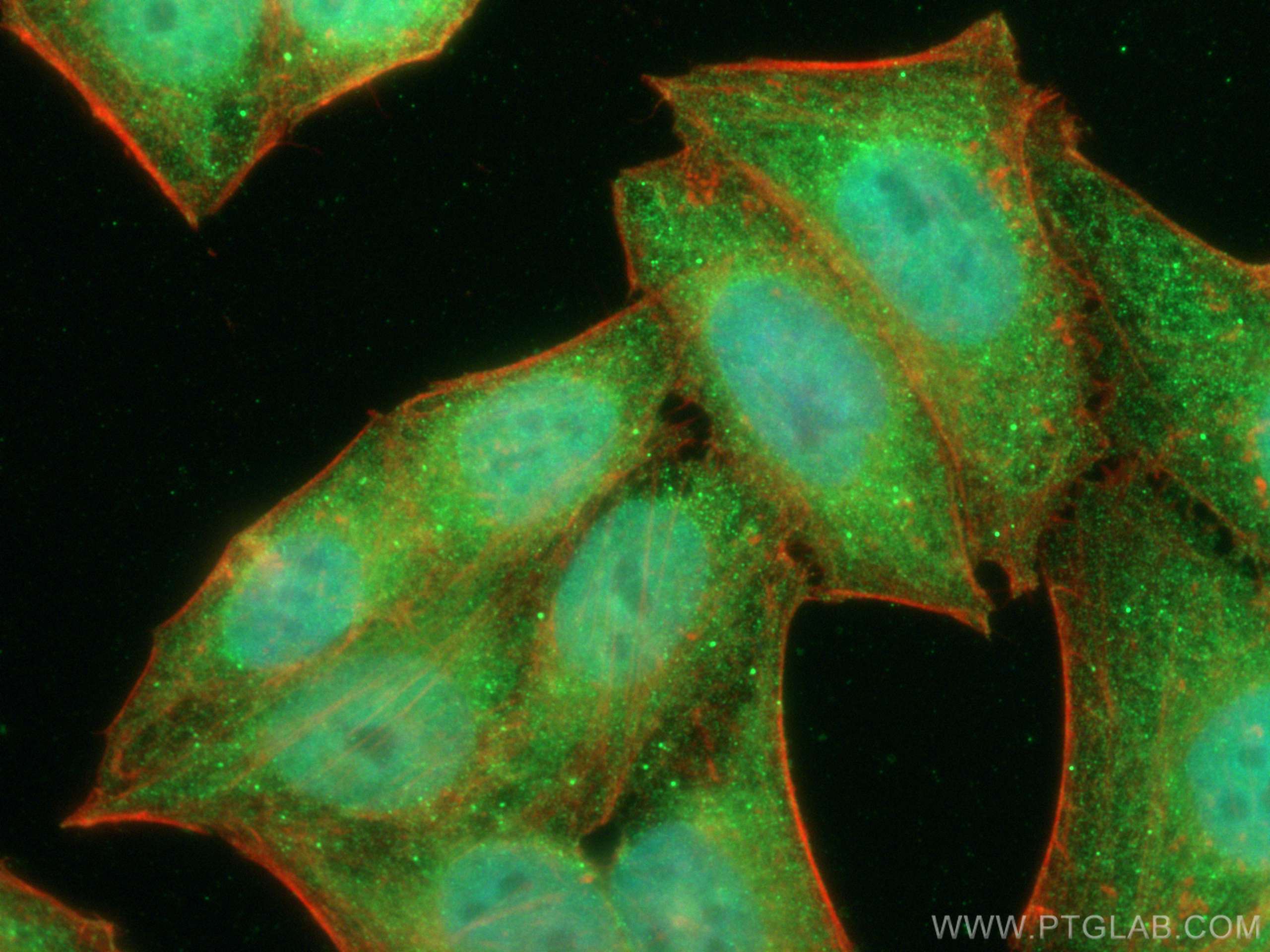 Immunofluorescence (IF) / fluorescent staining of HepG2 cells using CoraLite® Plus 488-conjugated NFATC3 Monoclonal an (CL488-66924)