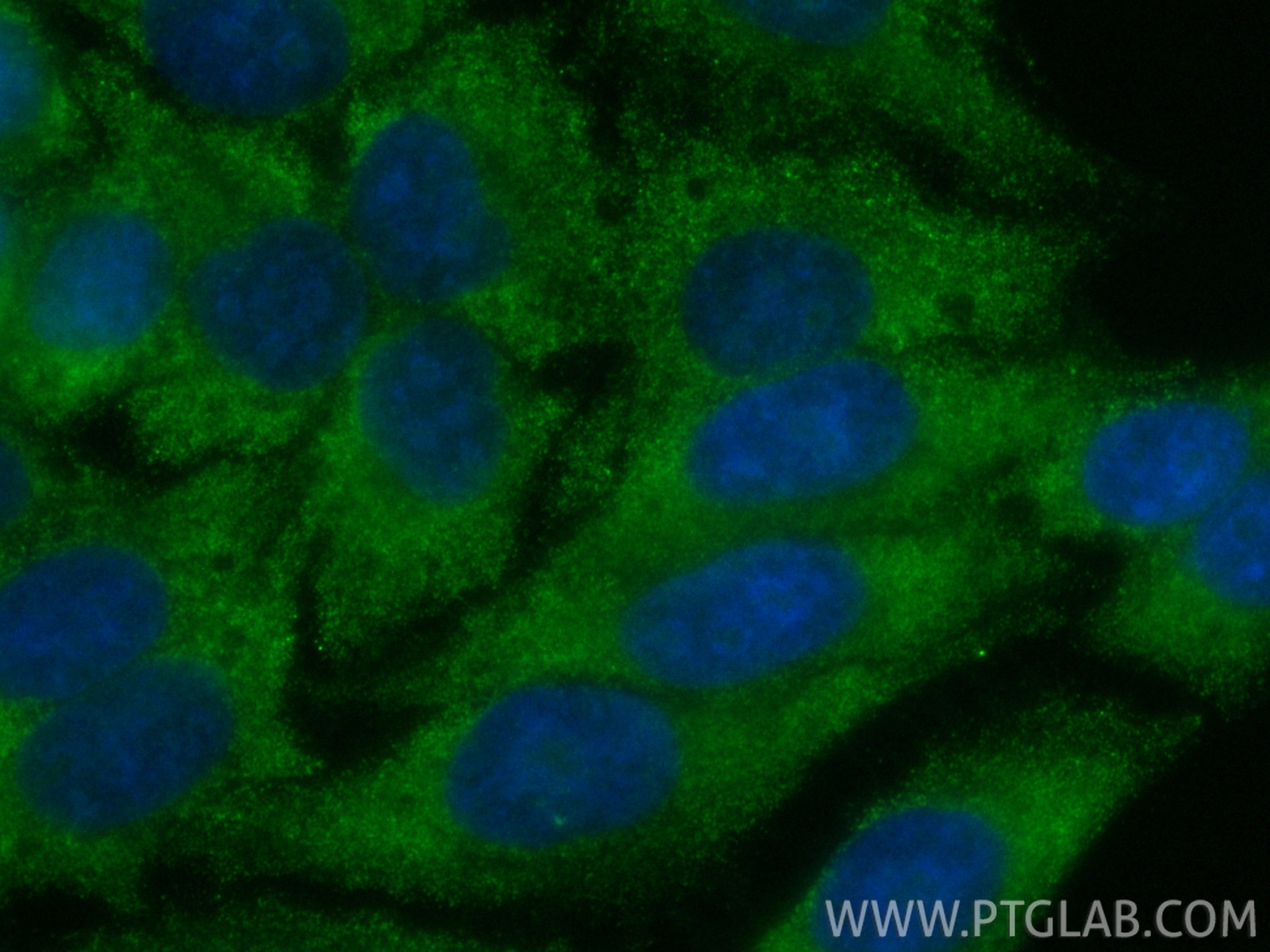 Immunofluorescence (IF) / fluorescent staining of HepG2 cells using CoraLite® Plus 488-conjugated NFATC3 Monoclonal an (CL488-66924)