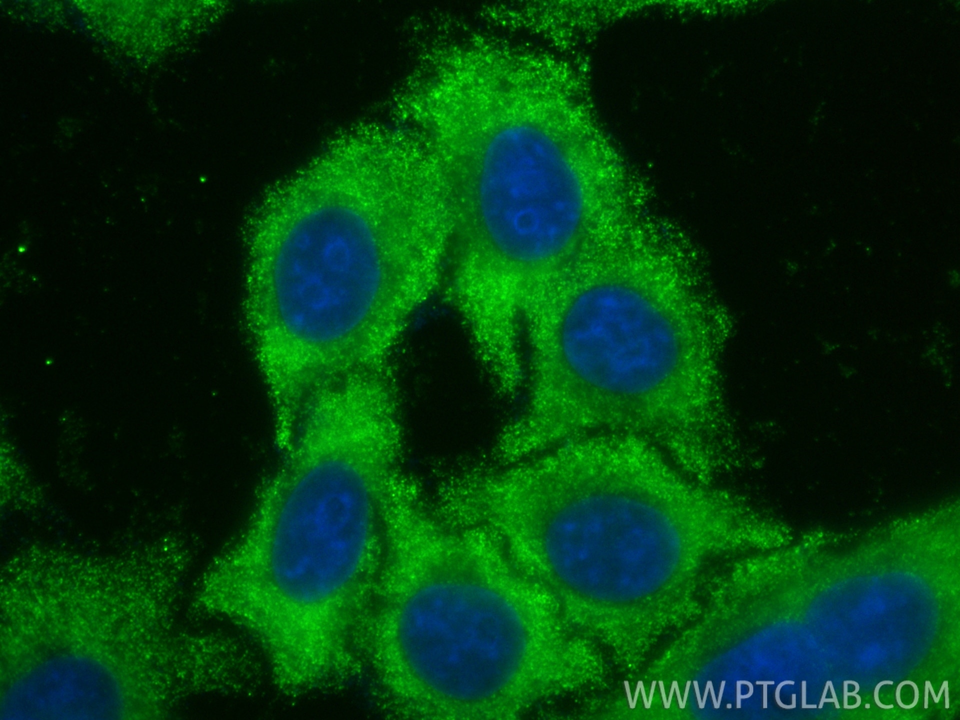 Immunofluorescence (IF) / fluorescent staining of HepG2 cells using CoraLite® Plus 488-conjugated NFATC3 Monoclonal an (CL488-66924)