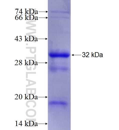 NFATC3 fusion protein Ag27306 SDS-PAGE