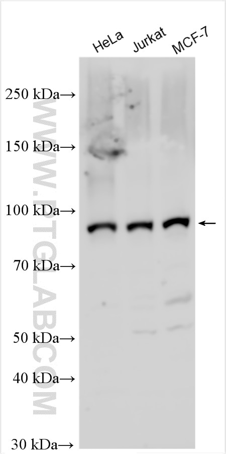 Western Blot (WB) analysis of various lysates using NFATC4 Polyclonal antibody (26311-1-AP)