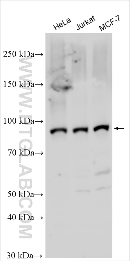 WB analysis using 26311-1-AP