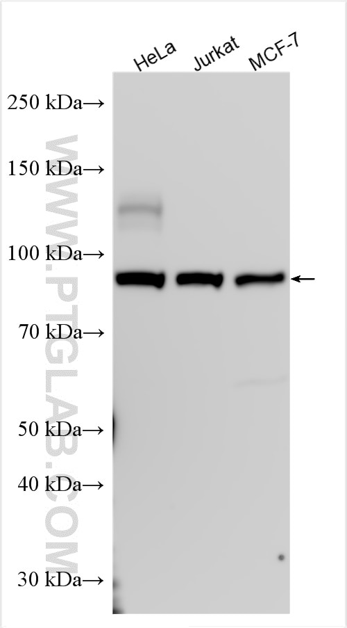 Western Blot (WB) analysis of various lysates using NFATC4 Polyclonal antibody (26311-1-AP)