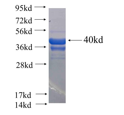 NFATC4 fusion protein Ag24503 SDS-PAGE