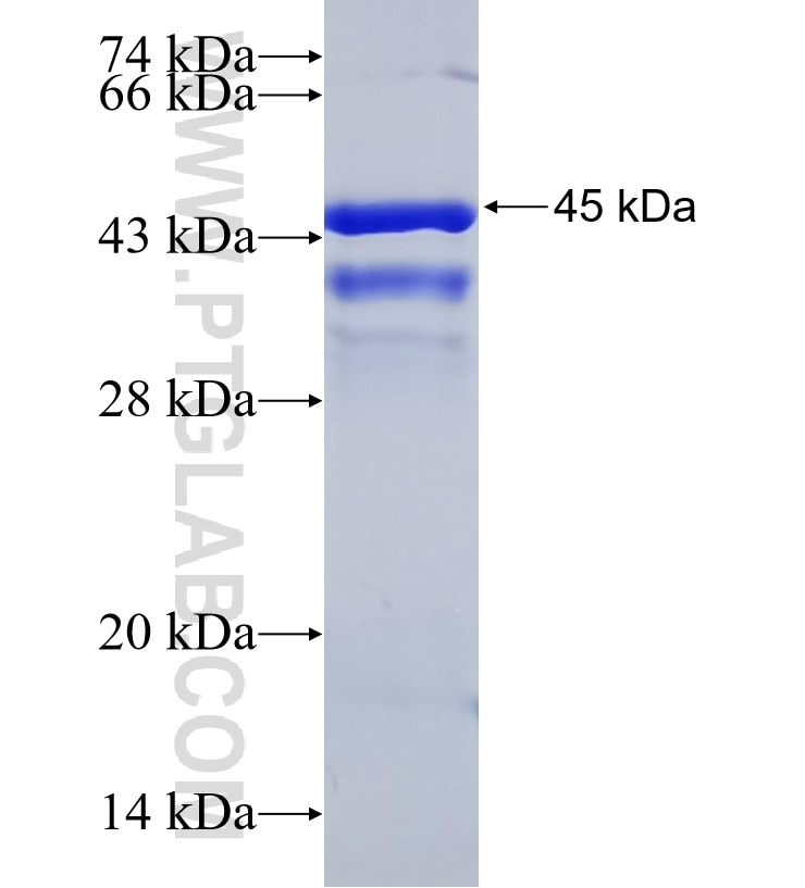 NFATC4 fusion protein Ag24503 SDS-PAGE