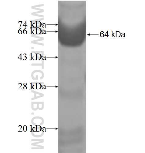 NFATC4 fusion protein Ag5847 SDS-PAGE