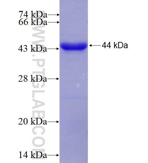 NFATC4 fusion protein Ag6085 SDS-PAGE