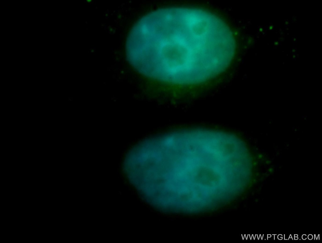 Immunofluorescence (IF) / fluorescent staining of HepG2 cells using NFE2 Polyclonal antibody (11089-1-AP)