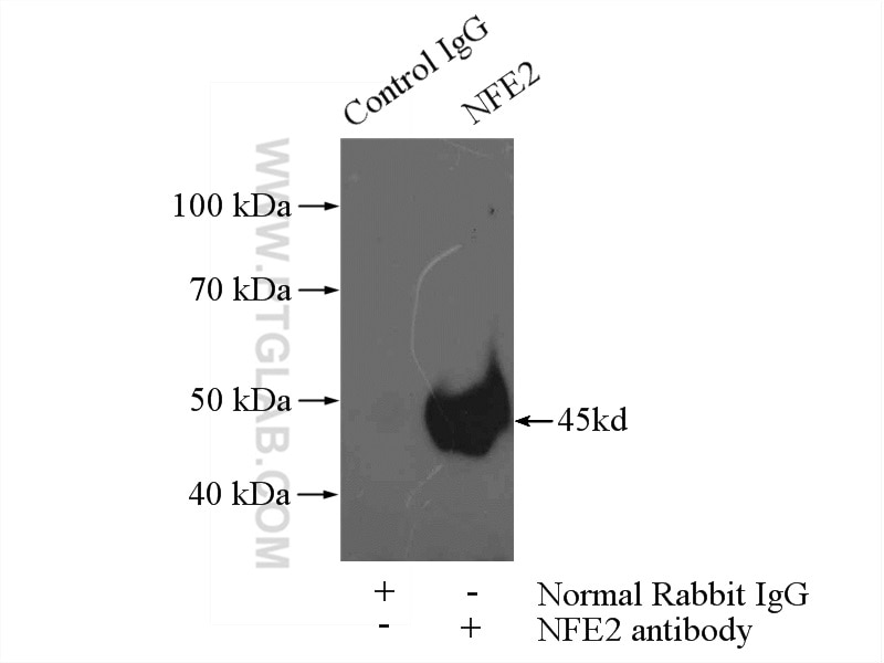 Immunoprecipitation (IP) experiment of K-562 cells using NFE2 Polyclonal antibody (11089-1-AP)
