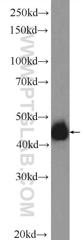 Western Blot (WB) analysis of K-562 cells using NFE2 Polyclonal antibody (11089-1-AP)