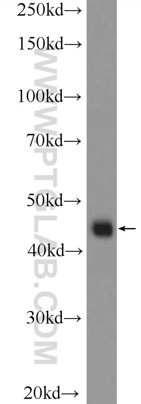 Western Blot (WB) analysis of U-937 cells using NFE2 Polyclonal antibody (11089-1-AP)