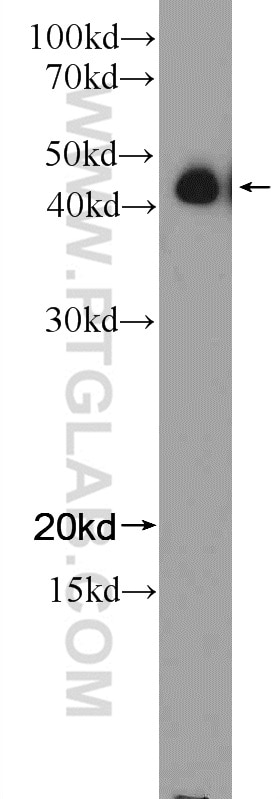 Western Blot (WB) analysis of K-562 cells using NFE2 Polyclonal antibody (11089-1-AP)