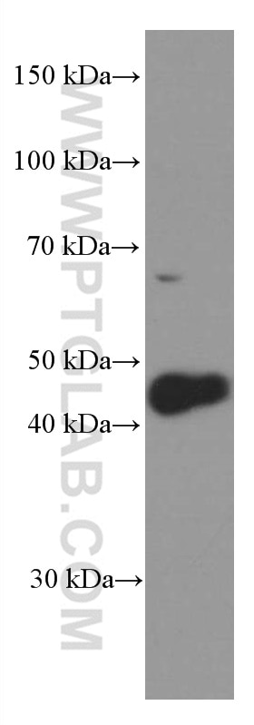 Western Blot (WB) analysis of K-562 cells using NFE2 Monoclonal antibody (66436-1-Ig)