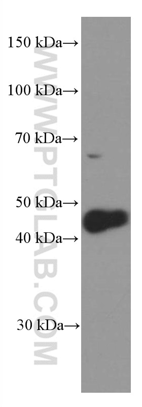 WB analysis of K-562 using 66436-1-Ig