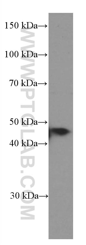 Western Blot (WB) analysis of HL-60 cells using NFE2 Monoclonal antibody (66436-1-Ig)